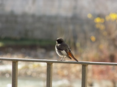 Phoenicurus ochruros