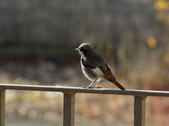 Phoenicurus ochruros