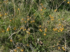 Solanum elaeagnifolium