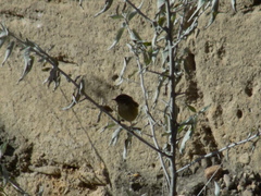 Phylloscopus collybita