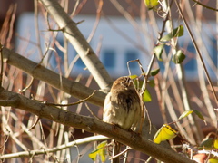 Passer domesticus
