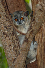Lepilemur leucopus