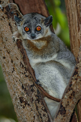 Lepilemur leucopus