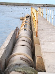 Chroicocephalus maculipennis