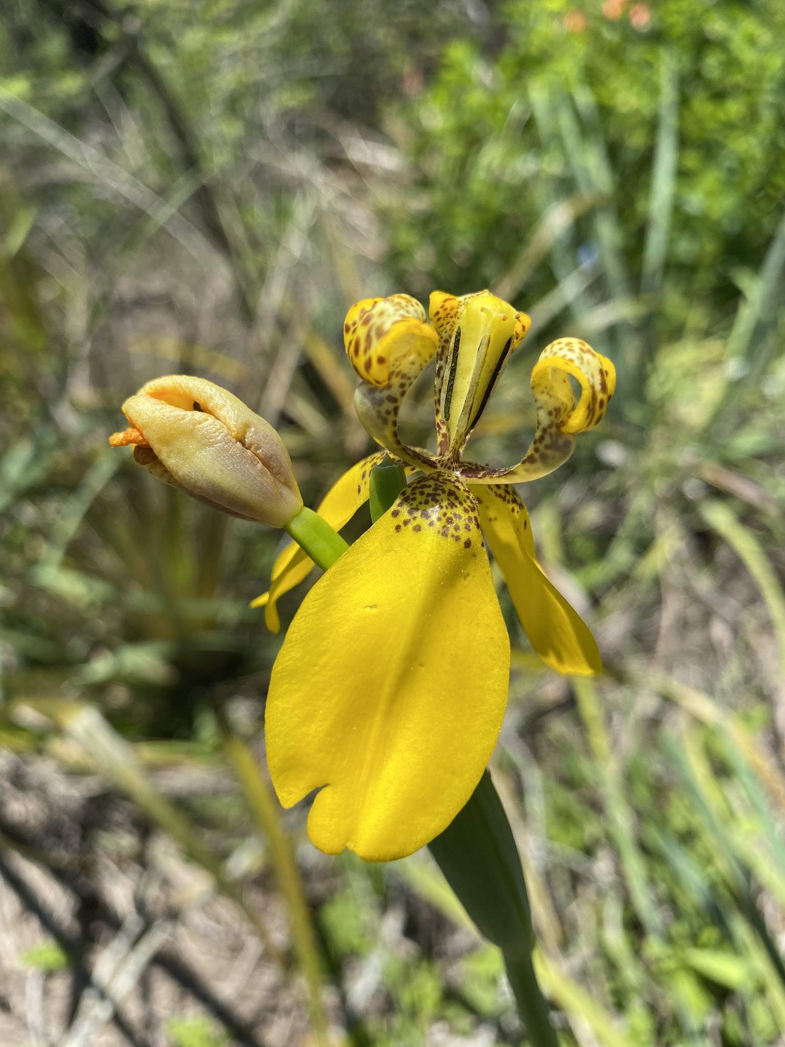 Trimezia spathata