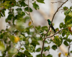 Cynanthus forficatus