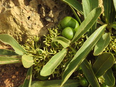 Pygmaeothamnus zeyheri