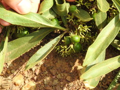 Pygmaeothamnus zeyheri