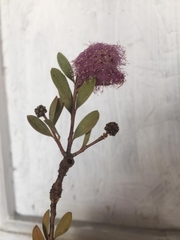 Eucalyptus conferruminata