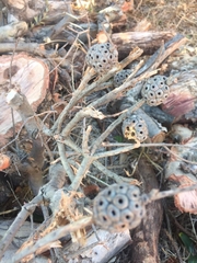 Eucalyptus conferruminata