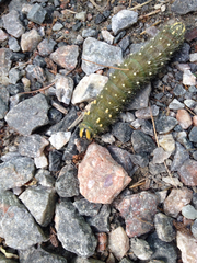 Eacles imperialis pini