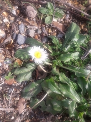 Bellis sylvestris