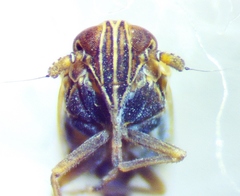 Metadelphax propinqua