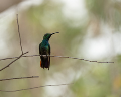 Cynanthus forficatus
