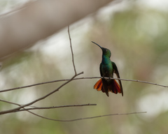 Cynanthus forficatus
