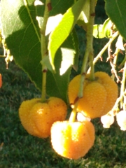 Arbutus unedo
