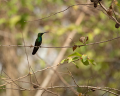 Cynanthus forficatus