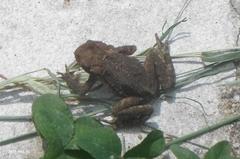 Bufo stejnegeri