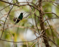 Cynanthus forficatus