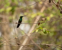 Cynanthus forficatus