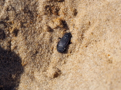 Pyrrhocoris marginatus