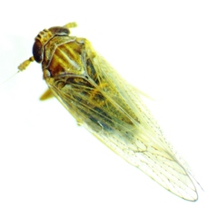 Metadelphax propinqua