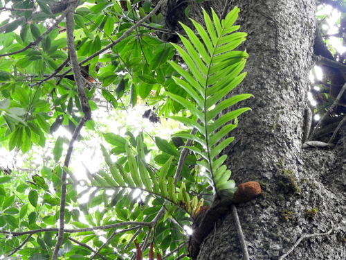 Image of Drynaria meyeniana by (c) Jacy Chen, some rights reserved (CC BY)