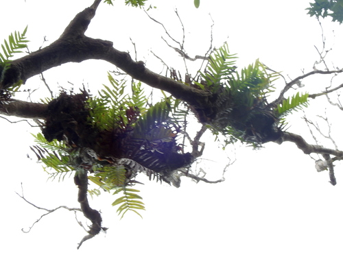 Image of Drynaria meyeniana by (c) Jacy Chen, some rights reserved (CC BY)
