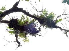 Drynaria meyeniana, photograph (c) Jacy Chen, some rights reserved (CC BY)