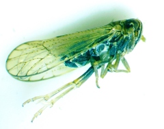 Metadelphax propinqua