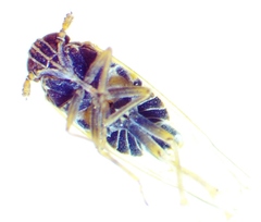 Metadelphax propinqua