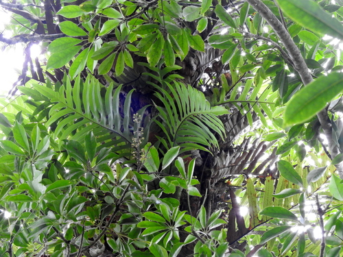 Heptapleurum arboricola