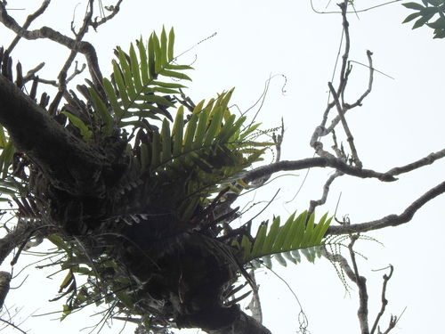Image of Drynaria meyeniana by (c) Jacy Chen, some rights reserved (CC BY)