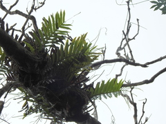 Drynaria meyeniana, photograph (c) Jacy Chen, some rights reserved (CC BY)