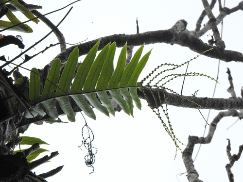 Drynaria meyeniana, photograph 1