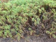 Calystegia macrostegia amplissima