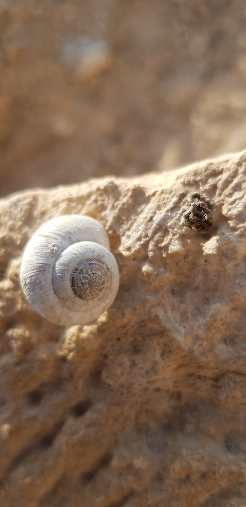 Xerocrassa seetzeni