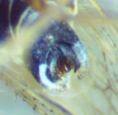 Metadelphax propinqua