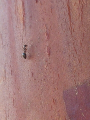 Prenolepis imparis