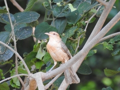 Campylorhynchus turdinus