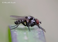 Anthomyia procellaris