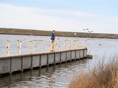 Chroicocephalus maculipennis