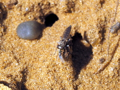 Stichopogon elegantulus