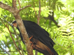 Rostrhamus sociabilis