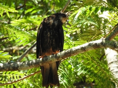 Rostrhamus sociabilis
