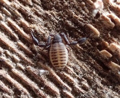 Rhacochelifer maculatus