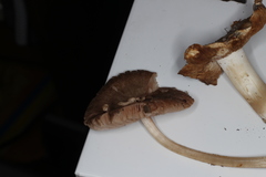 Pluteus plautus