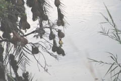 Ploceus velatus