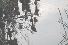 Ploceus velatus