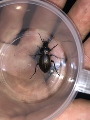 Carabus cumanus